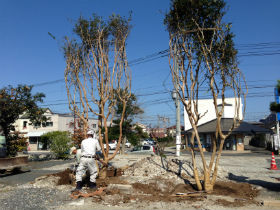 サルスベリ移植