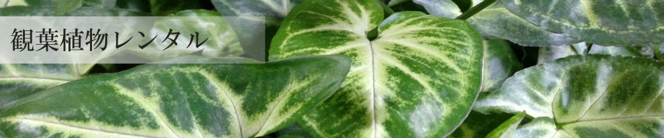 観葉植物レンタル